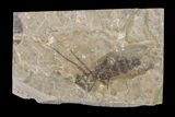 Fossil March Fly (Plecia) - Green River Formation #154498-1
